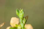 Hairy St. Johnswort